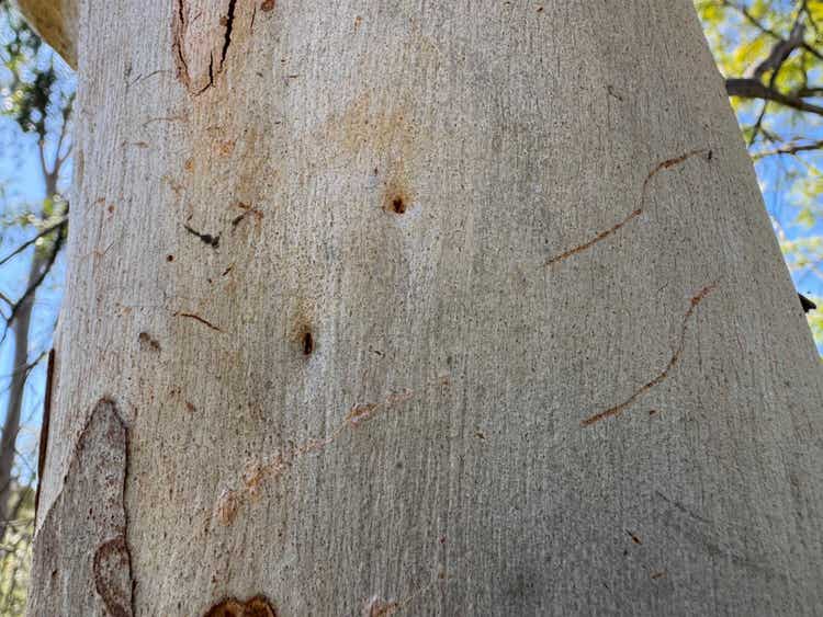 Scratches on a smooth tree trunk made by a possum climbing.