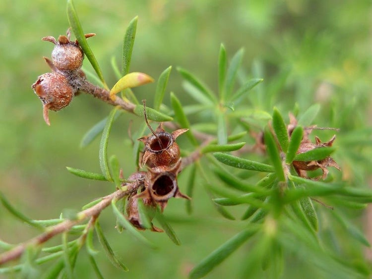 Small rounded seed capsules with a round opening