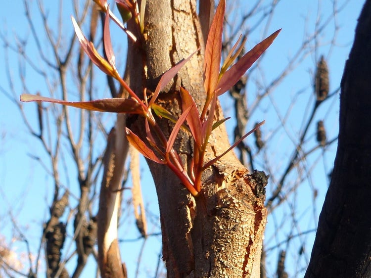 Reddish-coloured shoots growing from a crack in the bark of a tree trunk