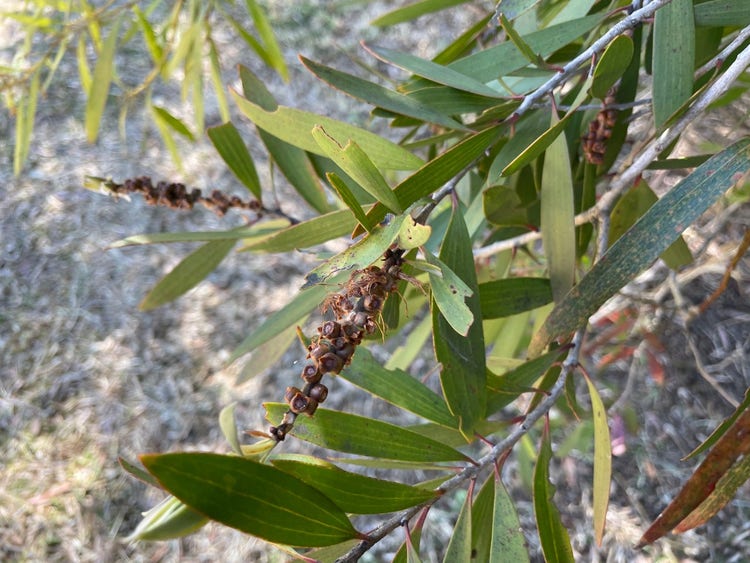 Small round seed pods clustered along a stem with dry hairy pieces sticking out from them
