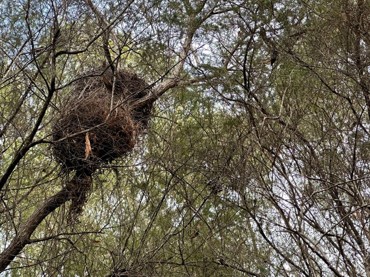 The round nest of a ring tail possum built in the branches of a kunzea