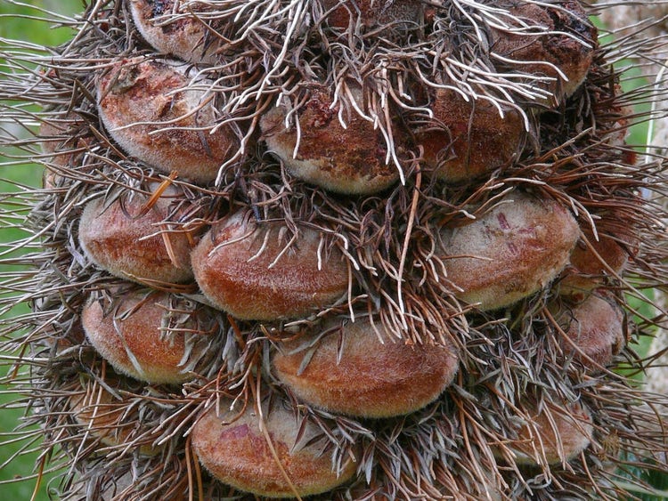 Large round smooth seed pods on a dried banksia cone