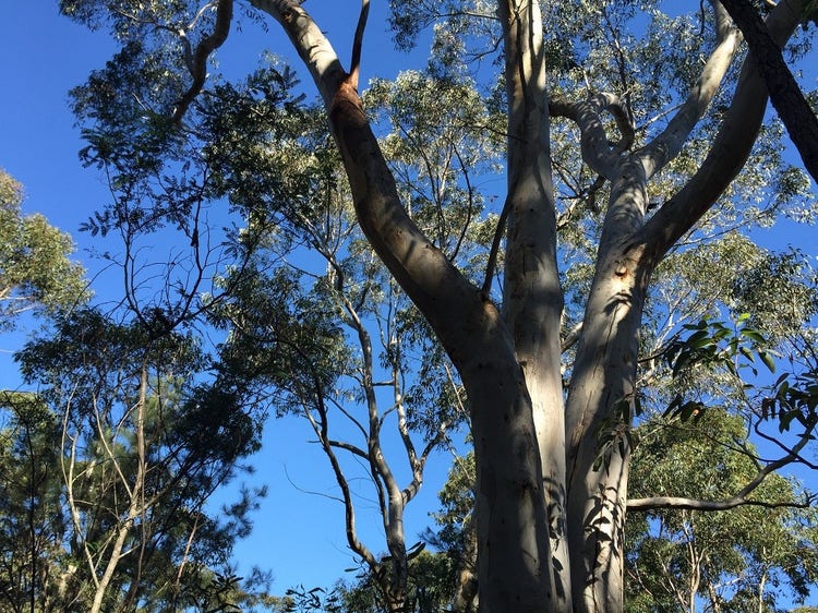 Trees growing in an area with spaces between the trunks, branches and leaves