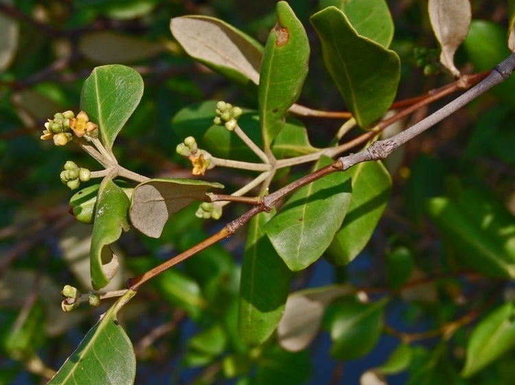 Small clusters of cream flowers on a mangrove stem