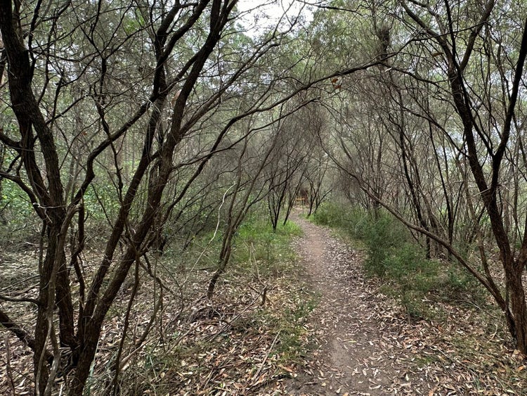 Scraggly shrubs with many branches from their base lining a bushwalking track.