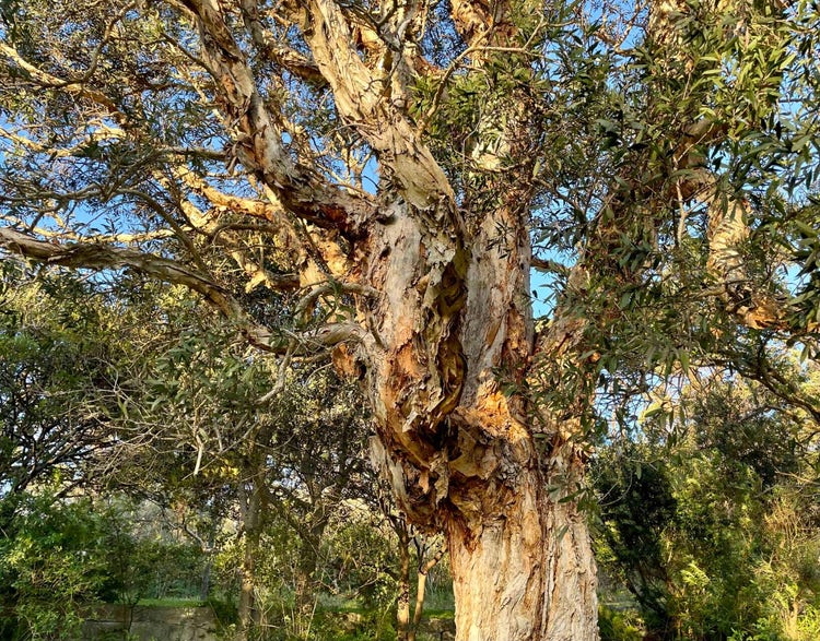 Trunk and branches of a tree covered with flaking papery bark
