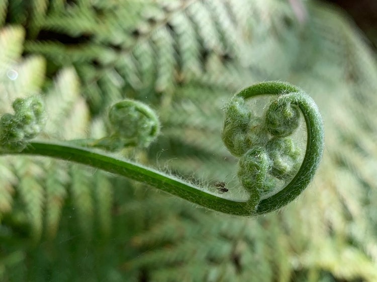 Coiled green hairy frond
