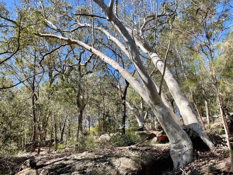 Pale-trunked tree with three trunks leaning to the left and growing between large sandstone rocks
