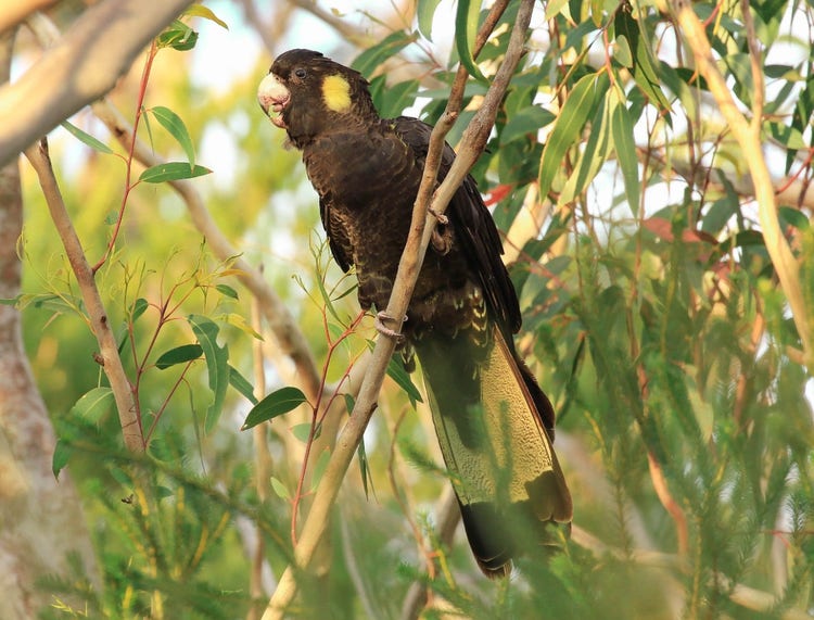 Cockatoo with a yellow cheek patch and wide yellow band on its tail.