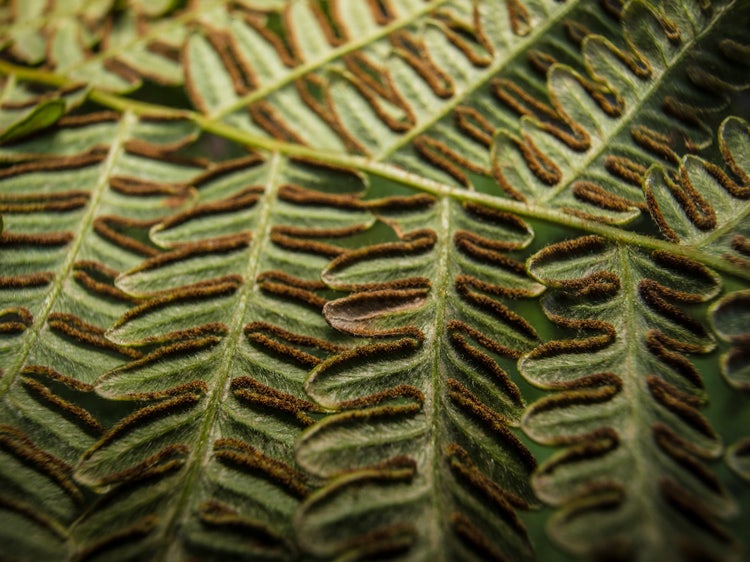 Raised brown lines along the edges of the underside of a fern frond