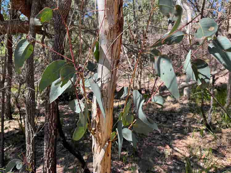 Shoots with leaves growing from a narrow tree trunk.