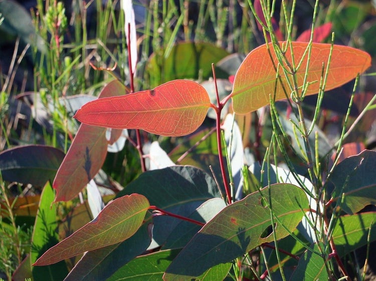 Long wide leaves with veins radiating from a central vein. The ones at the tip of the branch are a pale red-orange.