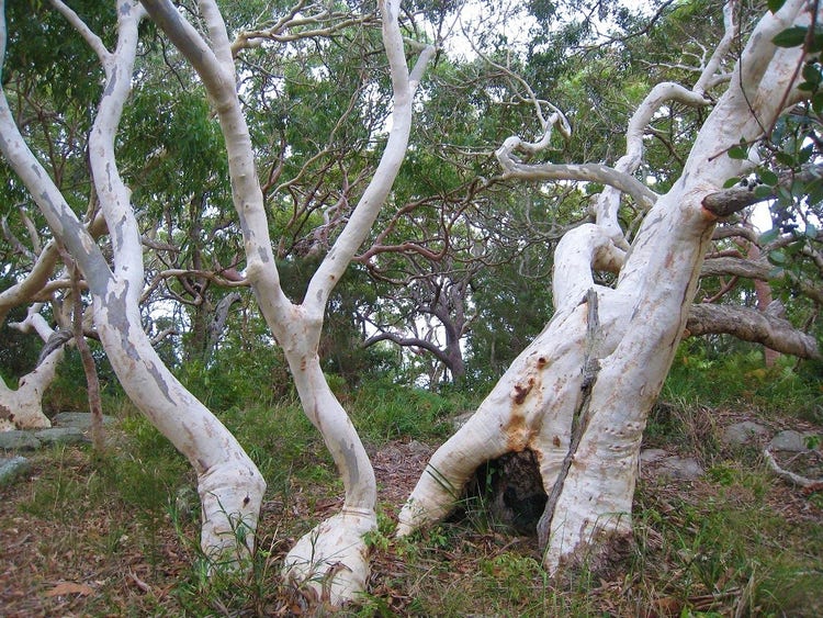 Bent and stretching trunks of low trees. One with a triangular hollow at the base.
