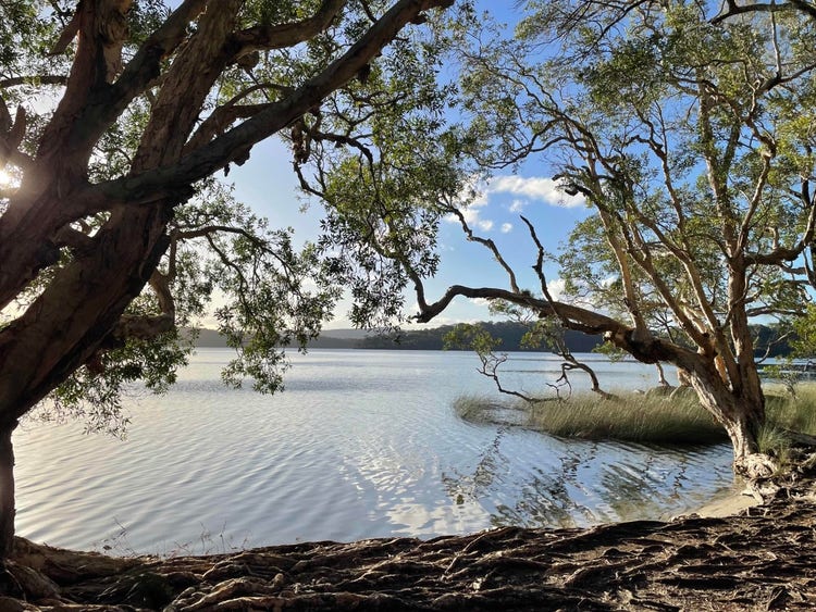 Many roots along the ground on the shore of a lake with a woven mat-like appearance
