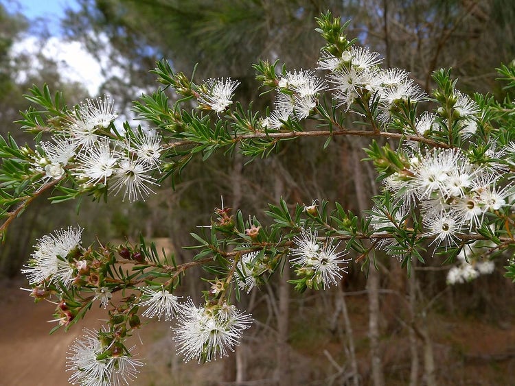 Small feather white flowers on a branch