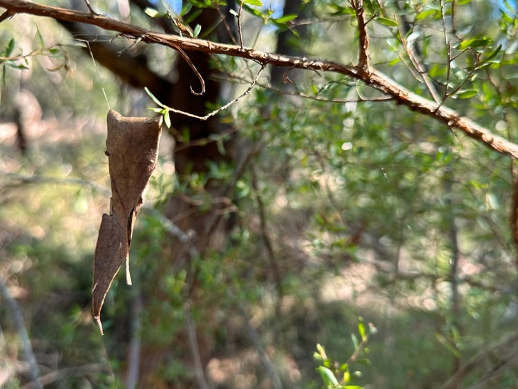 A folded leaf hanging off a kunzea branch with spider silk.