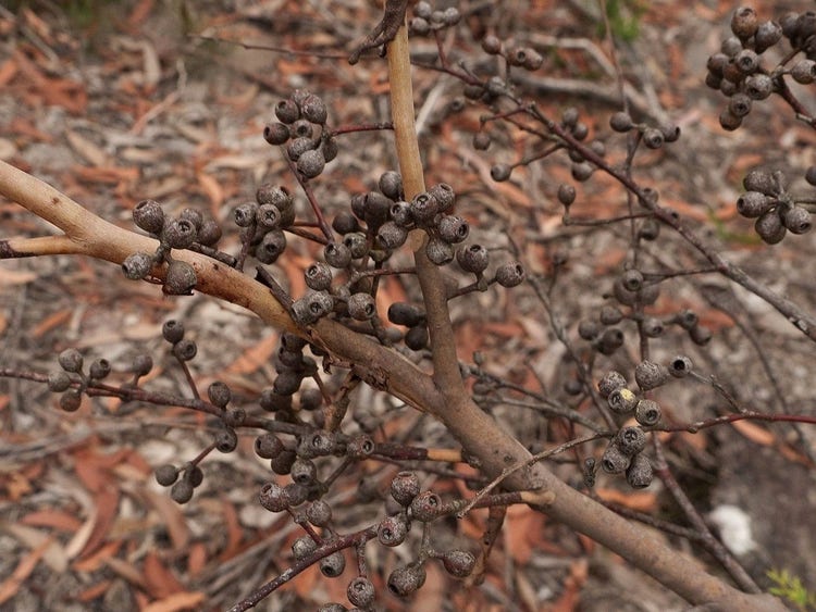 Clusters of round Sydney peppermint gum nuts.