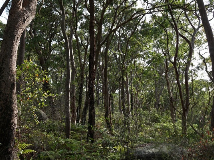 Bushland area with tree trunks, leafy canopy and a shrub understorey