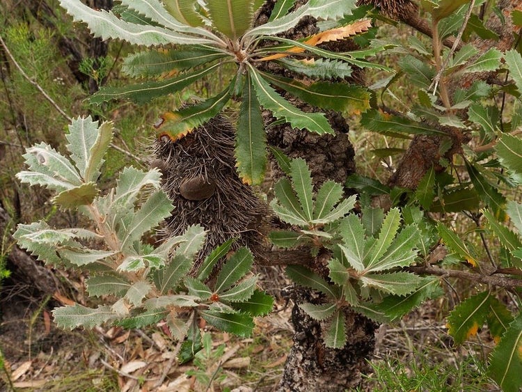 Thick leaves with zig-zag edges