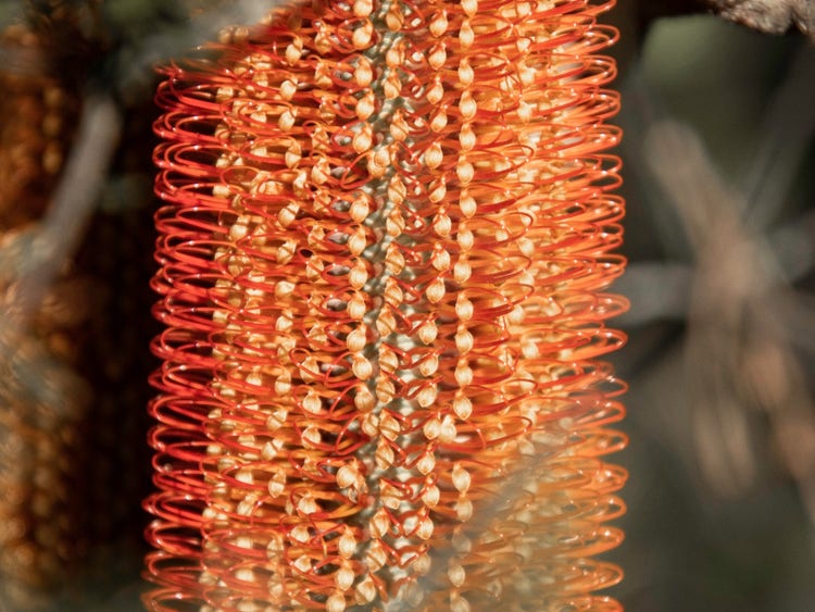 Cone-shaped flower with rounded flower parts looking similar to a hair brush