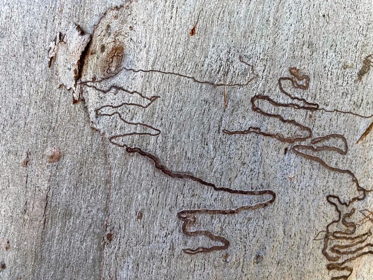 Close-up of a single scribble on scribbly gum bark showing a thin start line, a thicker double trail and a loop at the end where the larva turned.