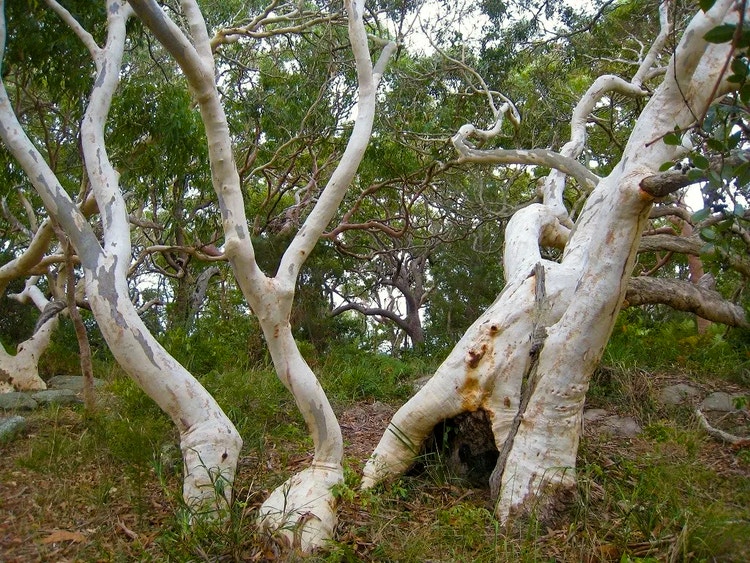 Large old scribbly gum with bent trunks and a triangular hollow at the base providing shelter for wildlife.