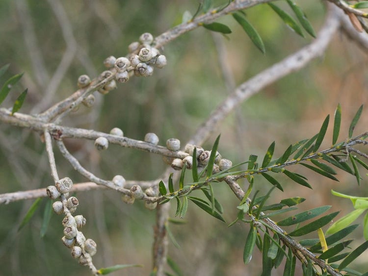Small round seed pods growing on the stem of a paper-bark branch