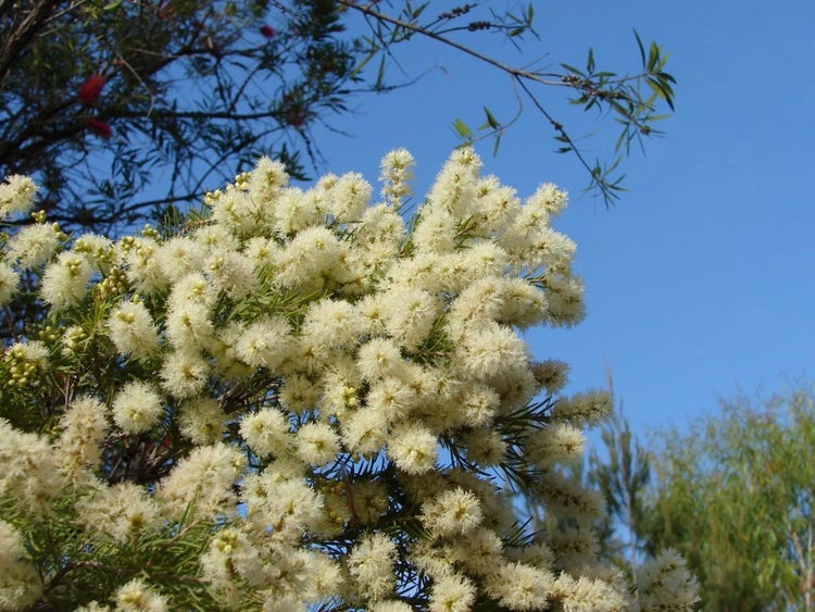 Fluffy bottle-brush shaped flowers on a branch