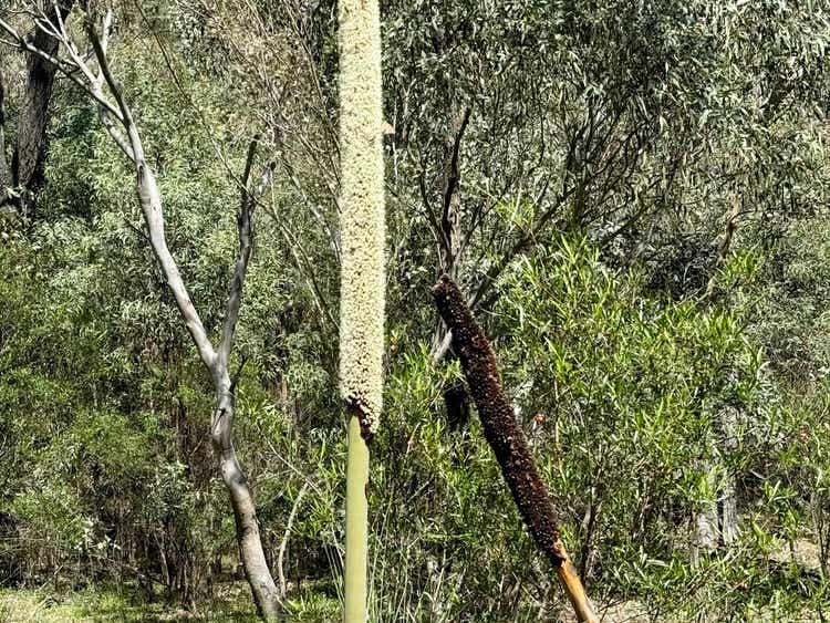 Close-up of a grass tree flower spike covered in tiny cream flowers beside an older spike covered in rough black seed pods.