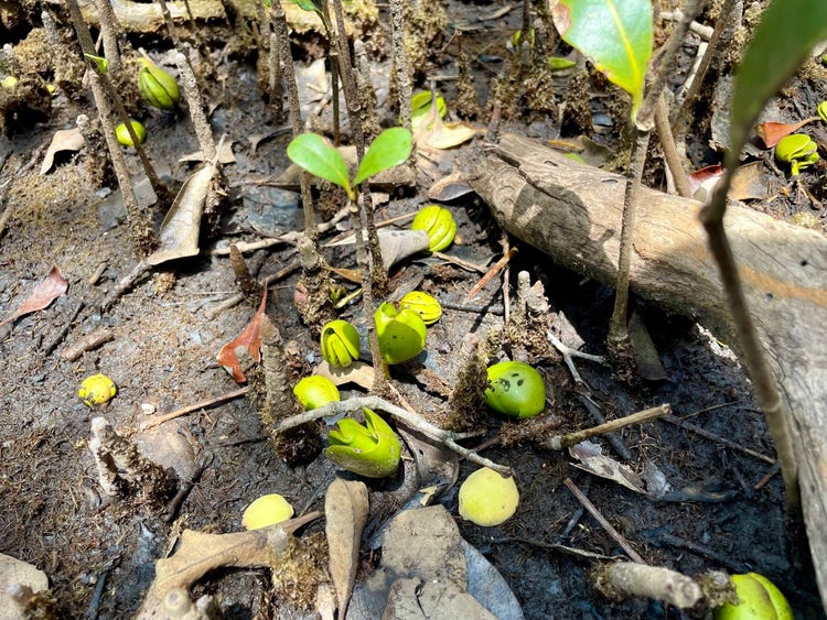 Oval mangrove seeds on teh ground, some with pale furry coverings, some with their two leaf covering