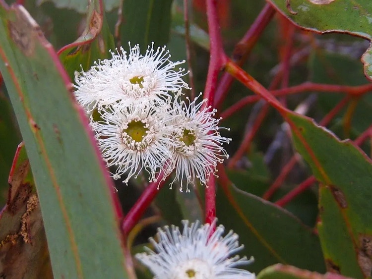 Cluster of cream scribbly gum blossoms with round centres and feathery stamens like tiny dish brushes.