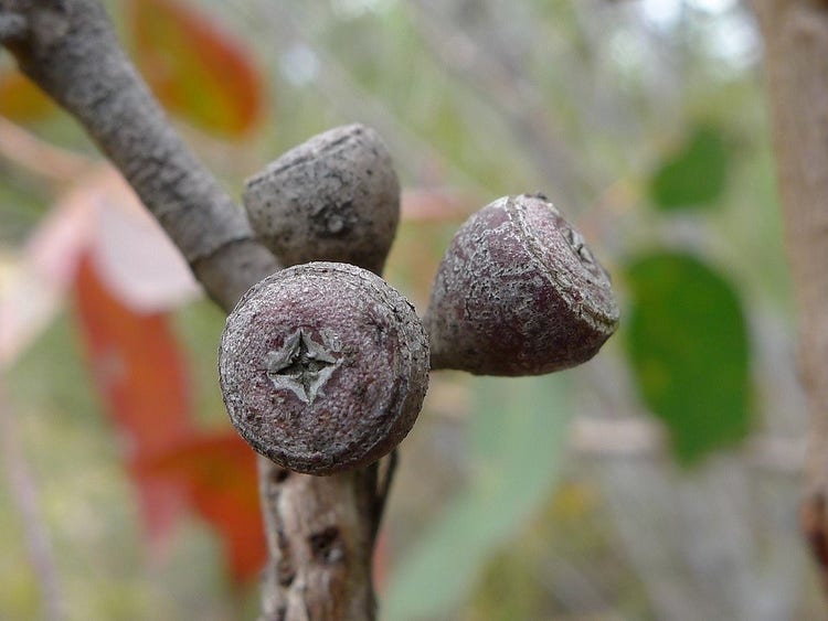 Round woody gum nuts with a flat end and a four-pointed star shape in the centre.