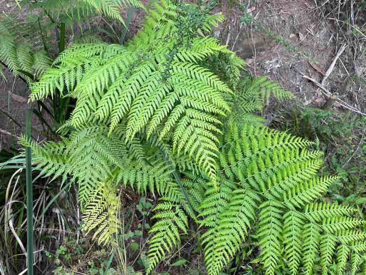 Low plant with feathery shaped leaves fanning out from the stem