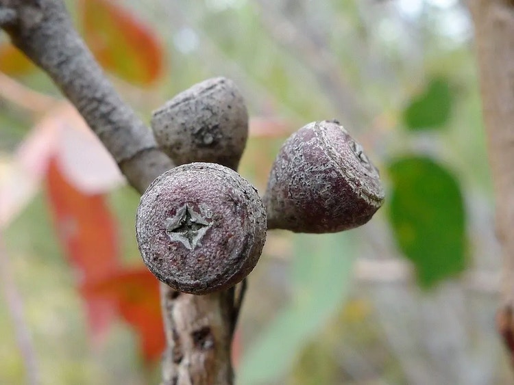 Close-up of round woody scribbly gum seed capsules with flat tops and four-pointed star openings.