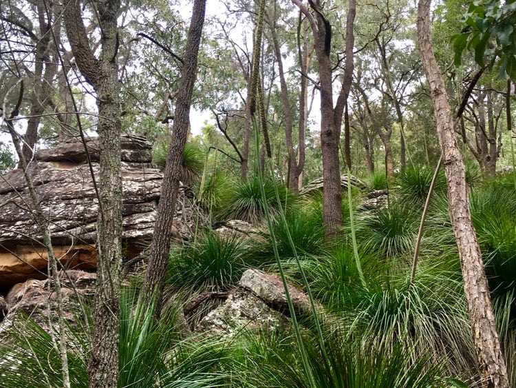 Several grass trees on a hillside, each with a tall smooth flower spike topped by a rough cylindrical section.