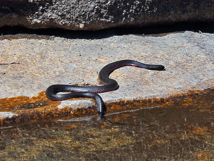 Red-bellied black snake resting on a rock beside a freshwater stream, close to the water.