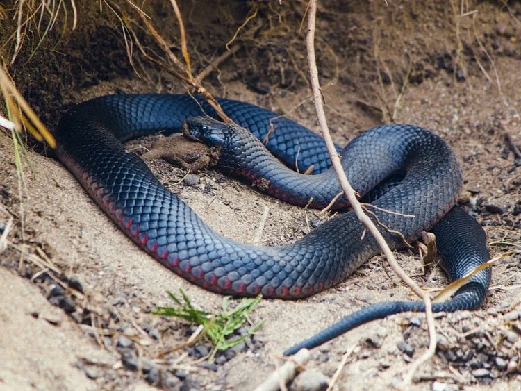 Red-bellied black snake eating a frog, showing its role as a predator of frogs in wetland habitats.