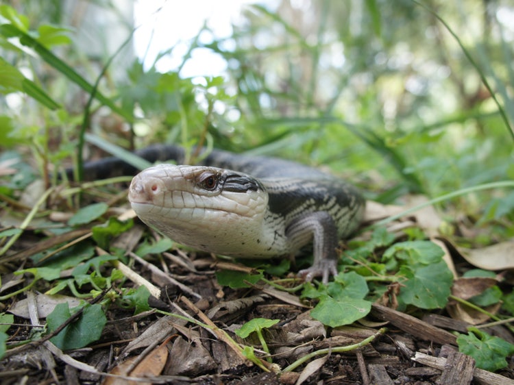 Blue-tongued lizards on the ground amongst tall grasses and mulch