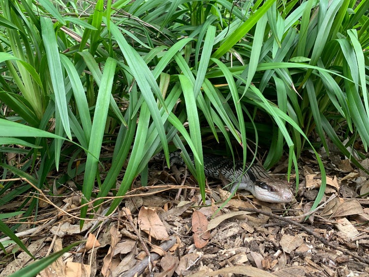 An eastern blue-tongued lizard on the ground, hiding under a grass plant.