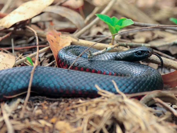 Red-bellied black snake lying in dry leaf litter with its tongue flicking out to smell its surroundings.