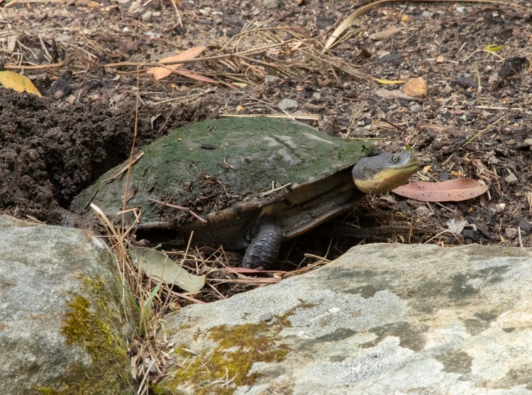 Female eastern snake-necked turtle with its back end in a nest hole in the soil while laying eggs.