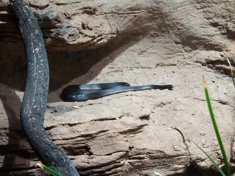 Red-bellied black snake stretched out on a sunny rock, basking to warm its body.