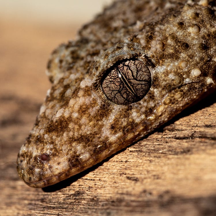 Close up of a southern leaf-tailed gecko face showing the veins in its eye balls