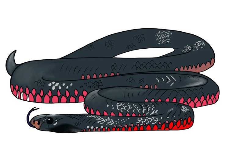 Illustration of a red-bellied black snake showing its glossy black back and bright red sides.