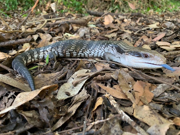 An eastern blue-tongued lizard lying amongst leaf litter on the ground. It is sticking its brightly coloured tongue out.