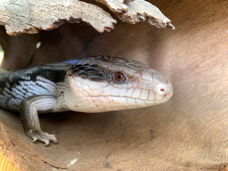 Close up photo of the head of a blue-tongued lizard poking out from inside a log.