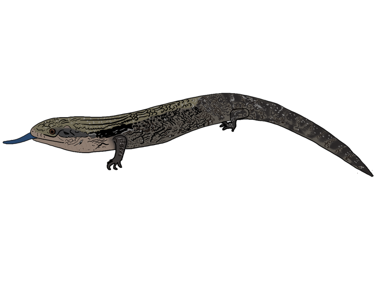 A medium sized lizard with mottled grey brown colour. It has a long flat body and short legs.