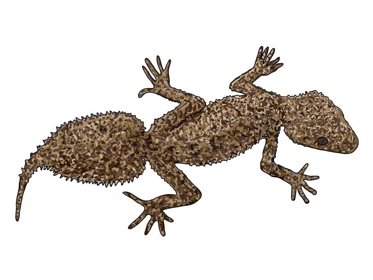 A southern leaf-tailed gecko illustration that shows a small lizard, looking from the top. It has mottled brown, rough scales. and its four legs are spread out to the side.
