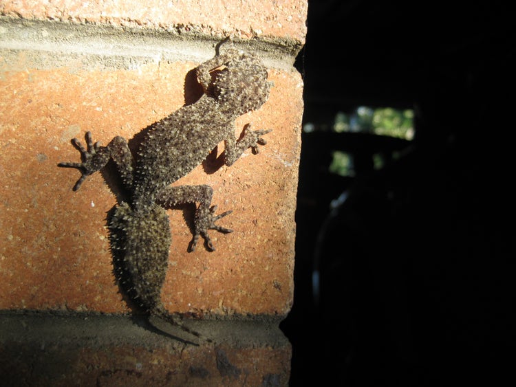A leaf-tailed gecko clinging onto a brick on a brick wall
