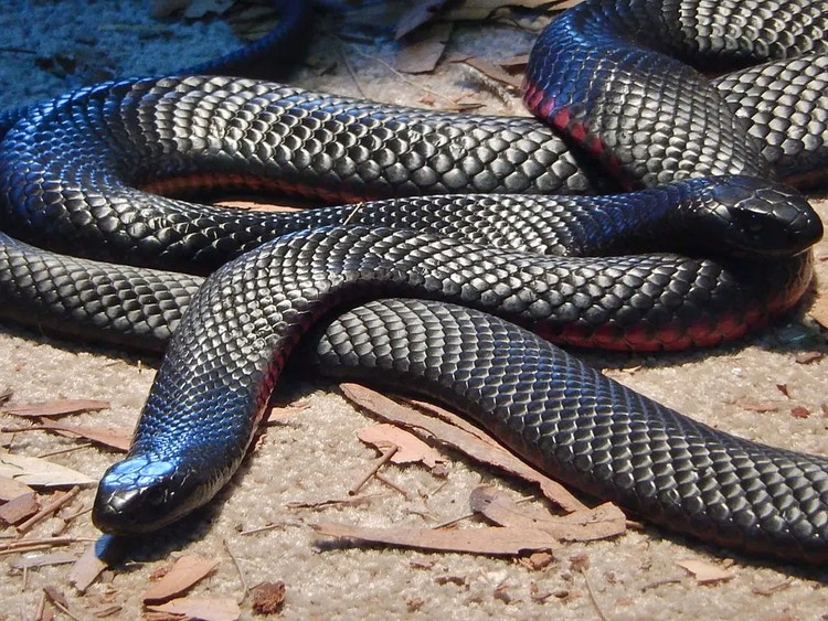 Adult red-bellied black snake in natural bushland habitat during the breeding season.
